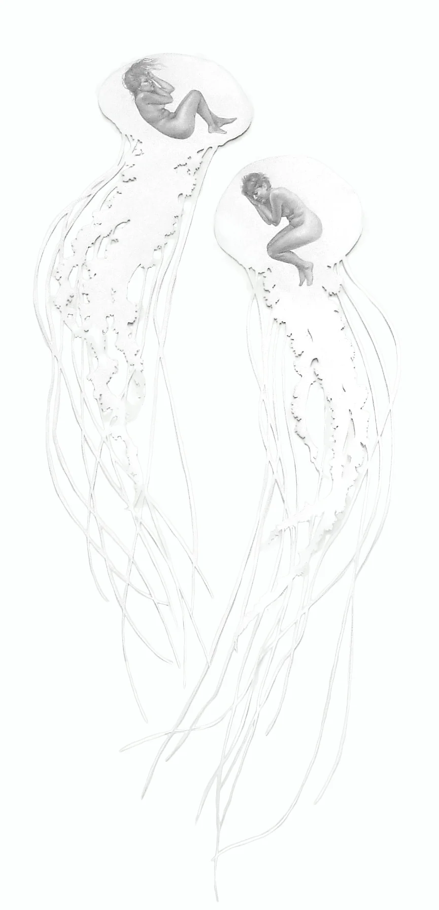 Jellyfish