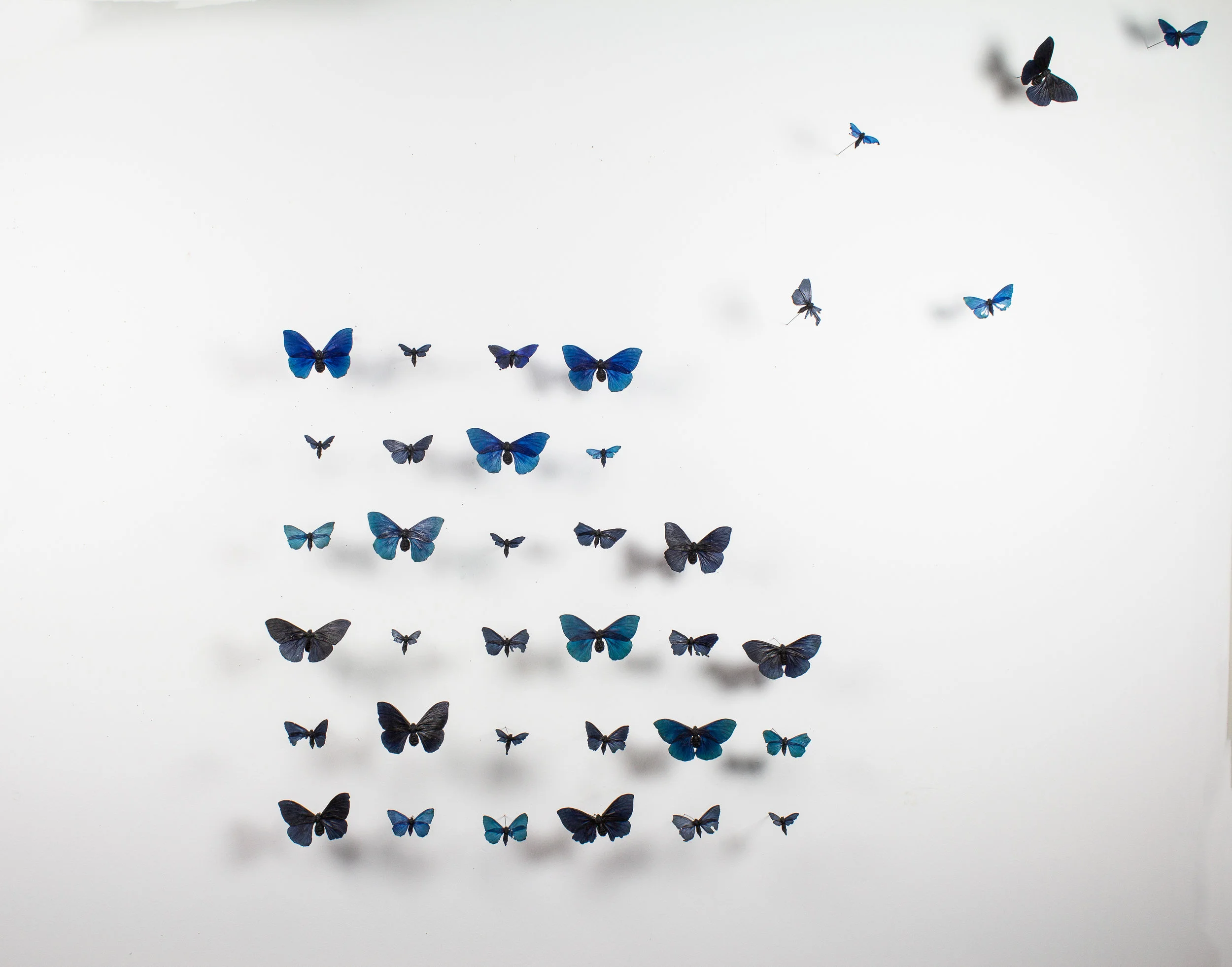 Leptodopterist's Conundrum (2016)