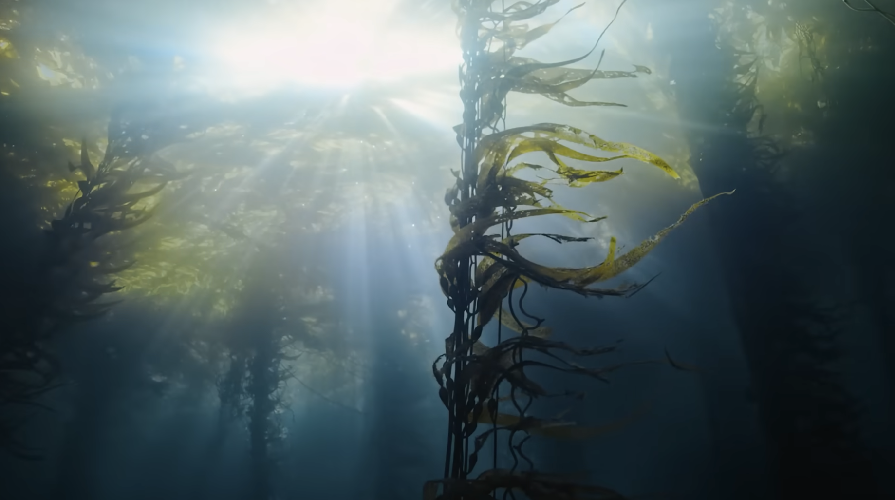 Forests Without Names