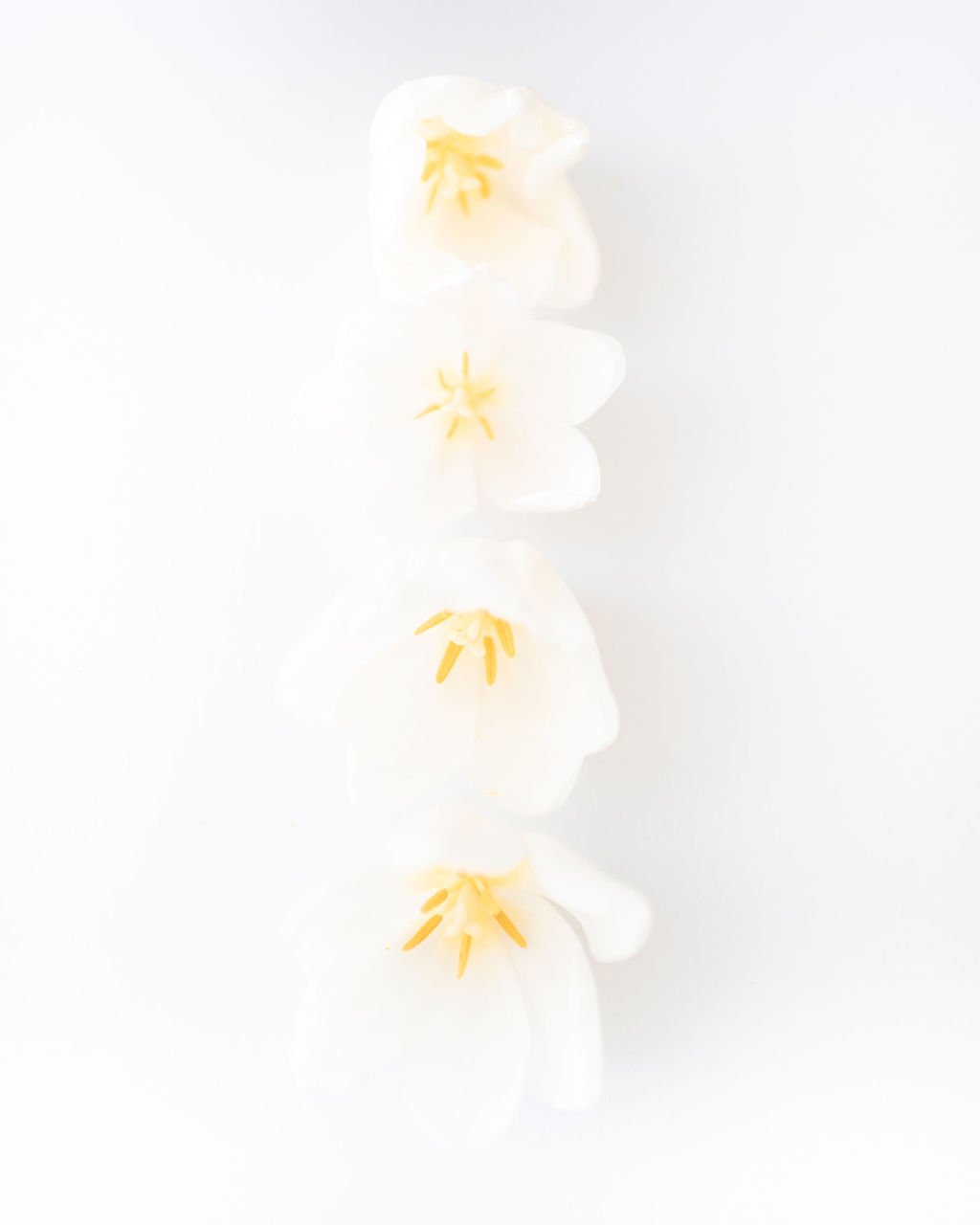 FLOWER-50.jpg