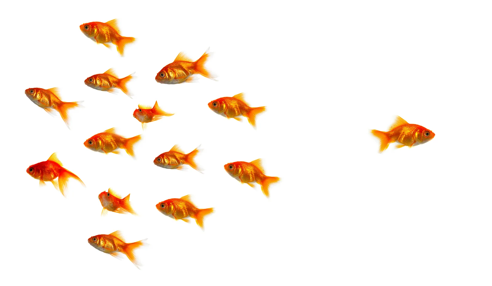 peces.jpeg