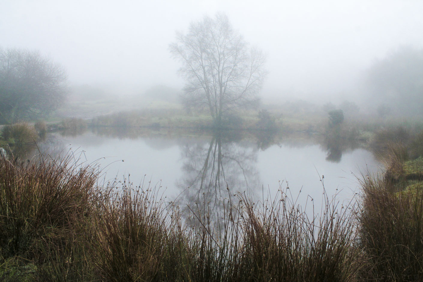 Fog on the Ashdown Forest (Niebla en el Bosque de Ashdown), Henry Hemen 2013, CC-BY