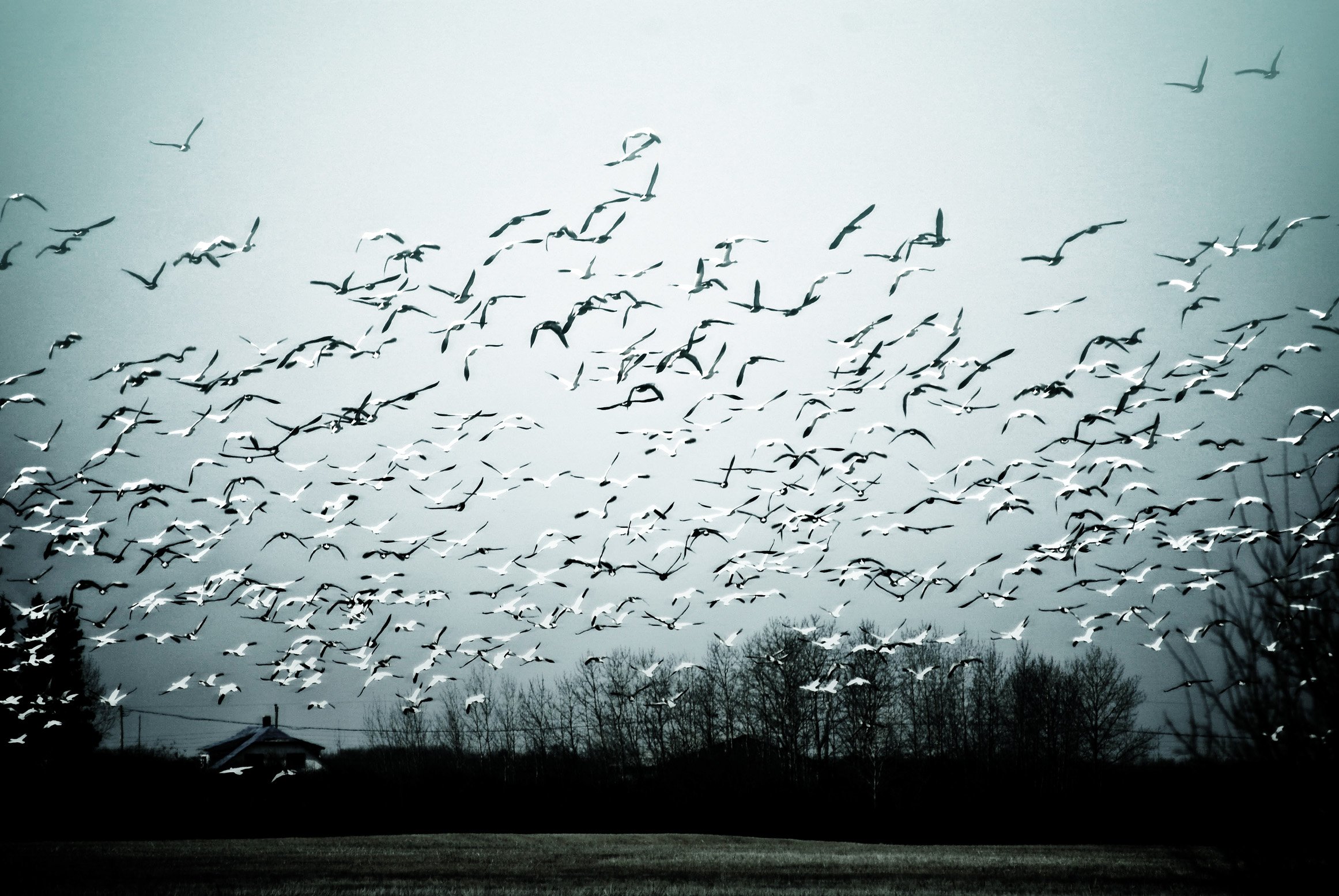 " The Birds ", por AP&F . Licencia CC BY-NC-SA 2.0