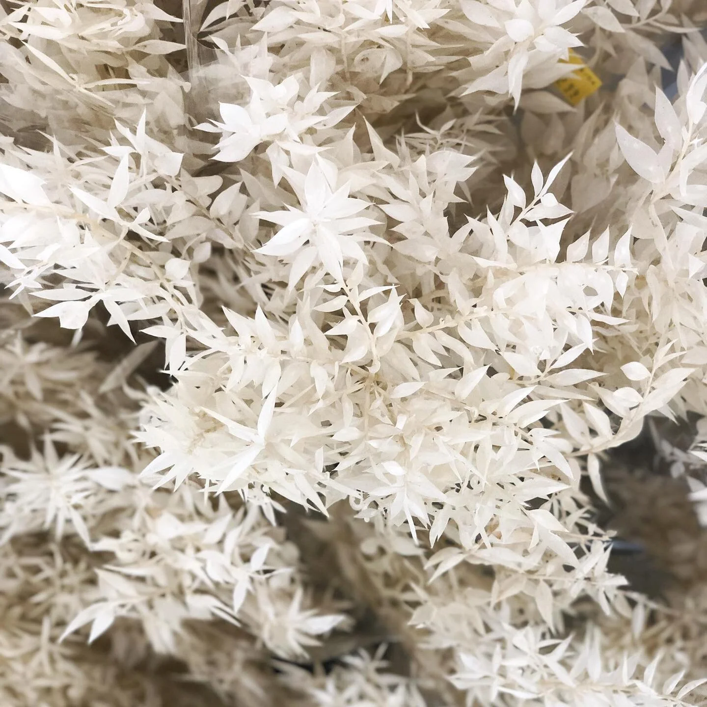 Wholesale Flower Market