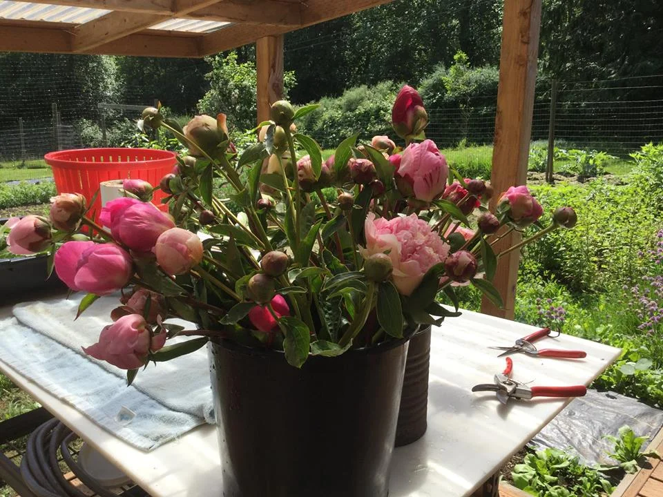 peonies on wash station.jpg