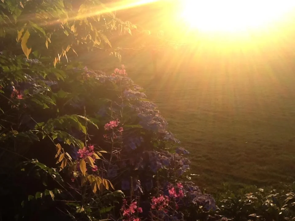 morning light.jpg