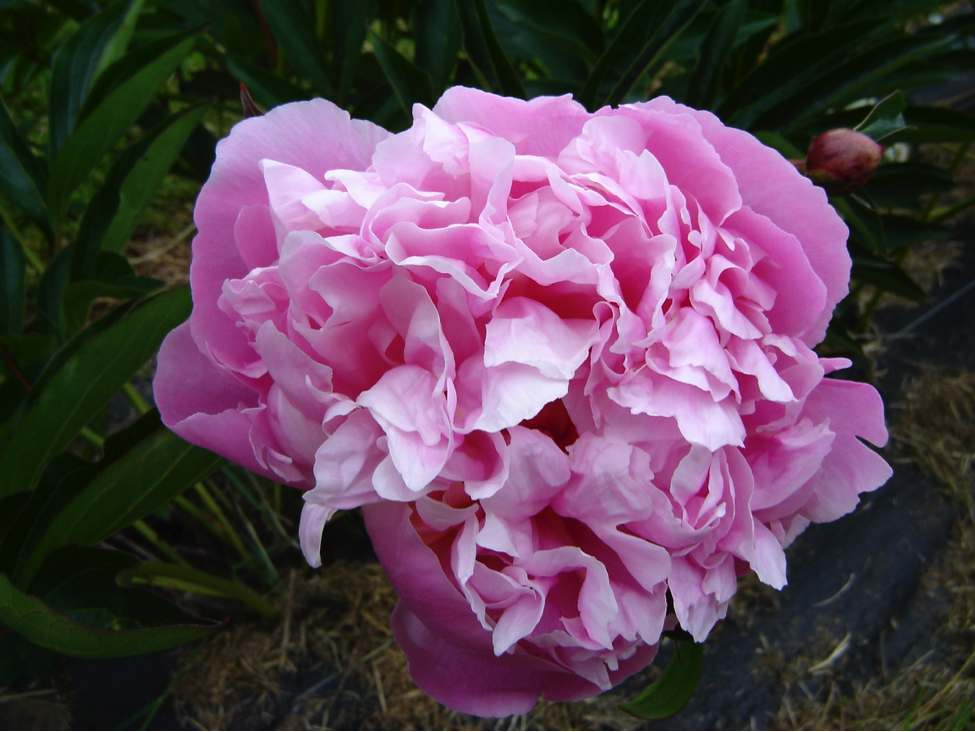 Rose Pearl