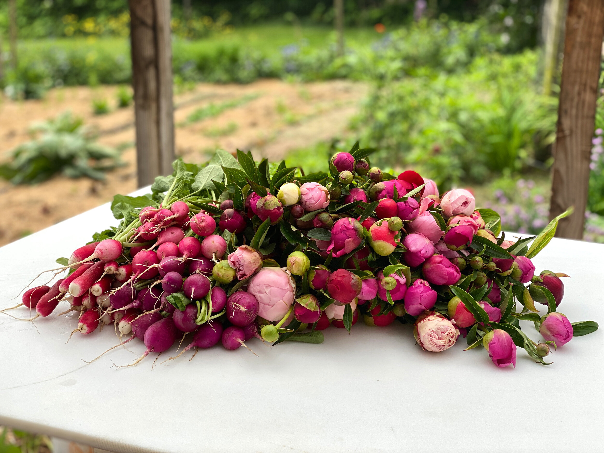 Peonies and Radishes.JPG