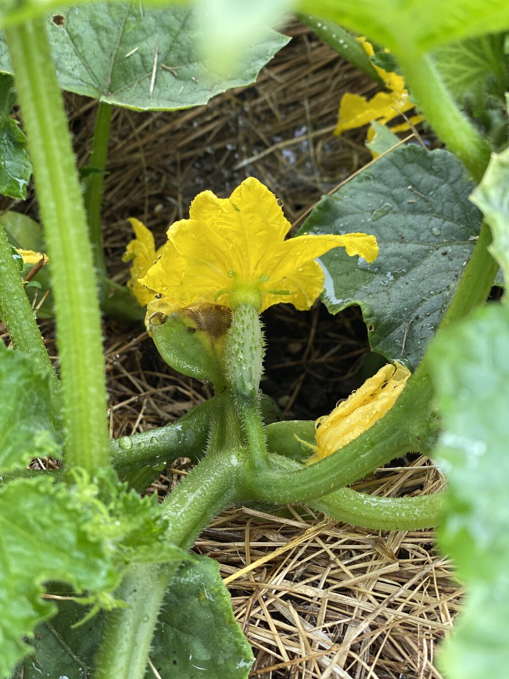 A baby cucumber growing