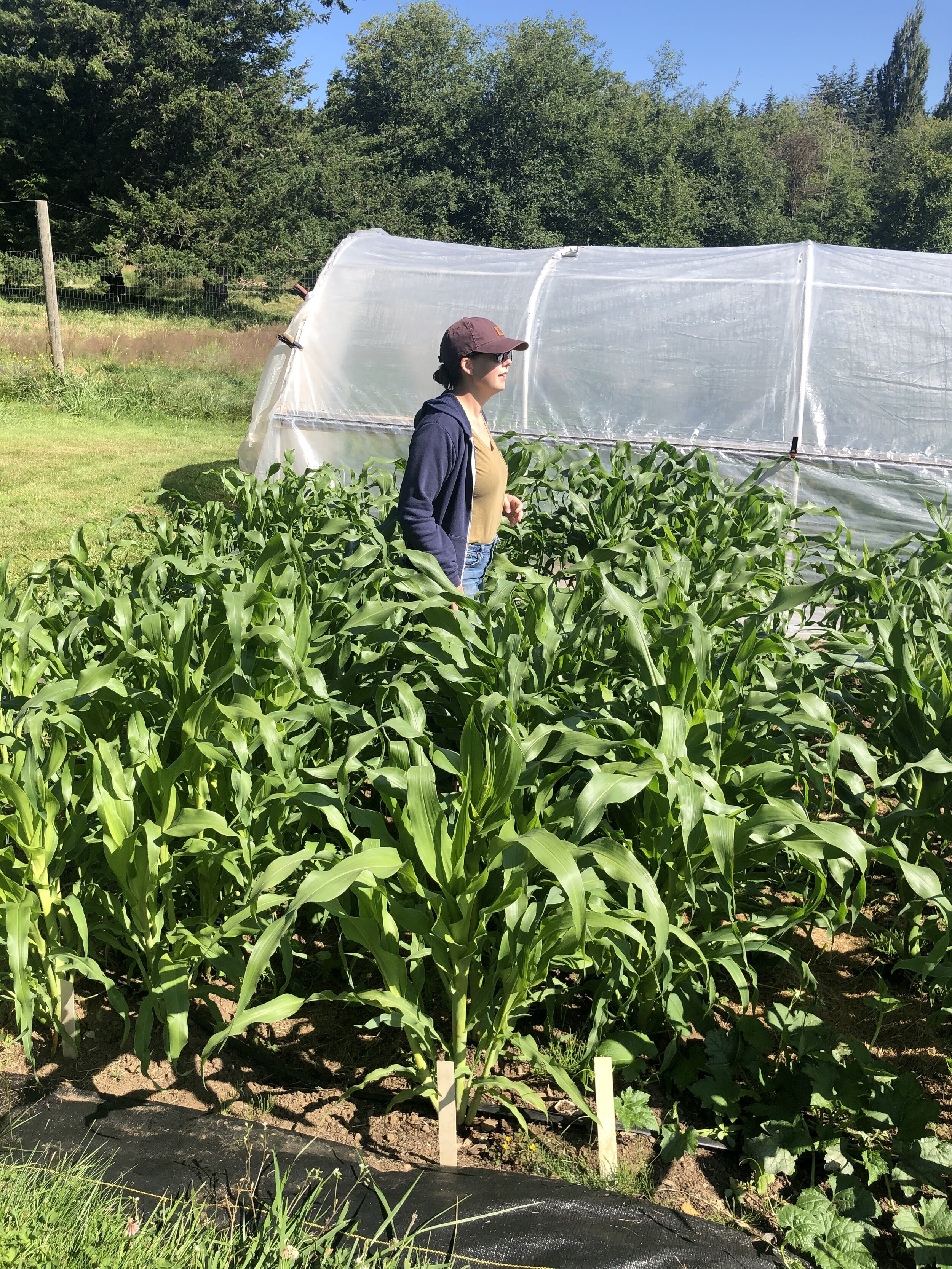 Livie in the corn