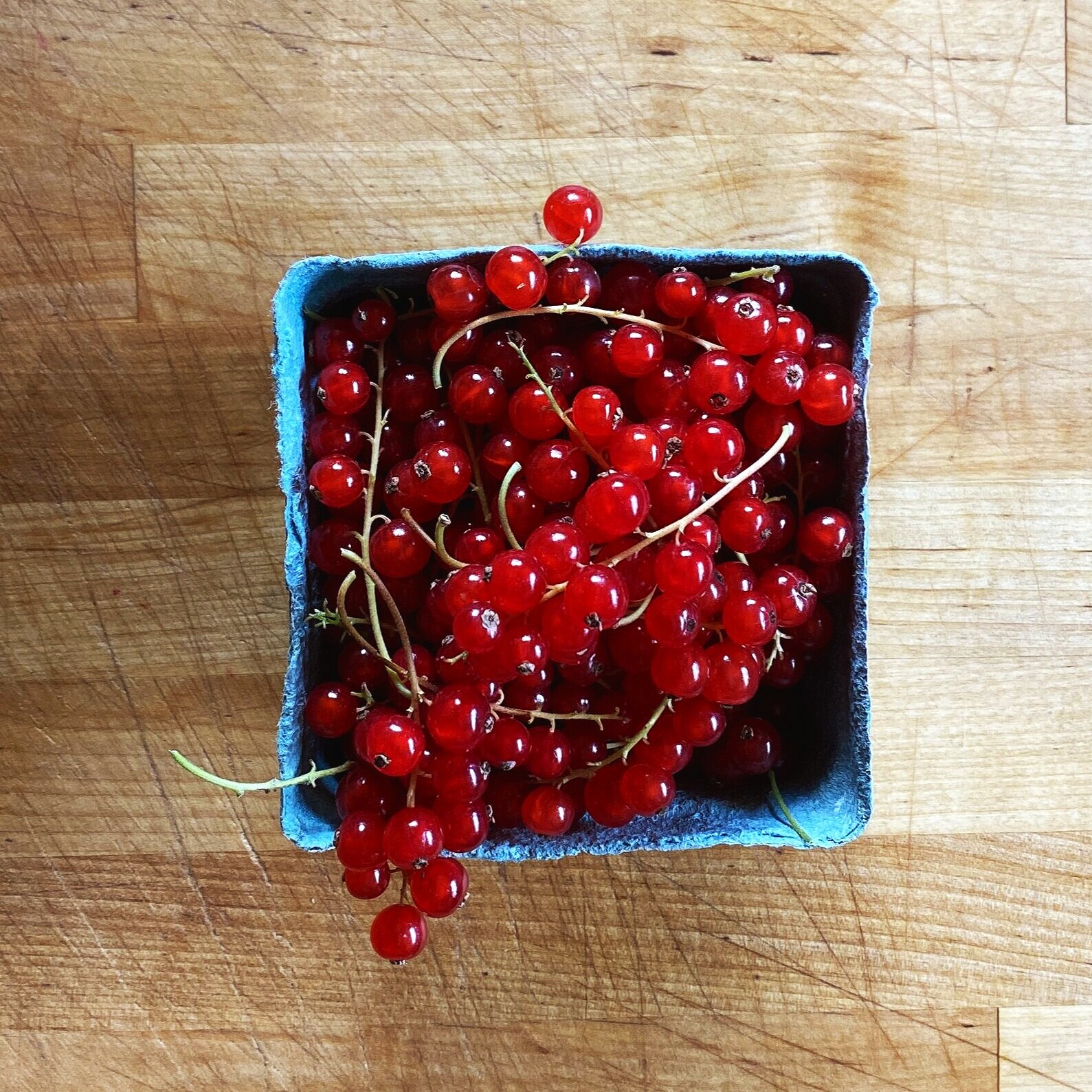 Freshly picked red currants