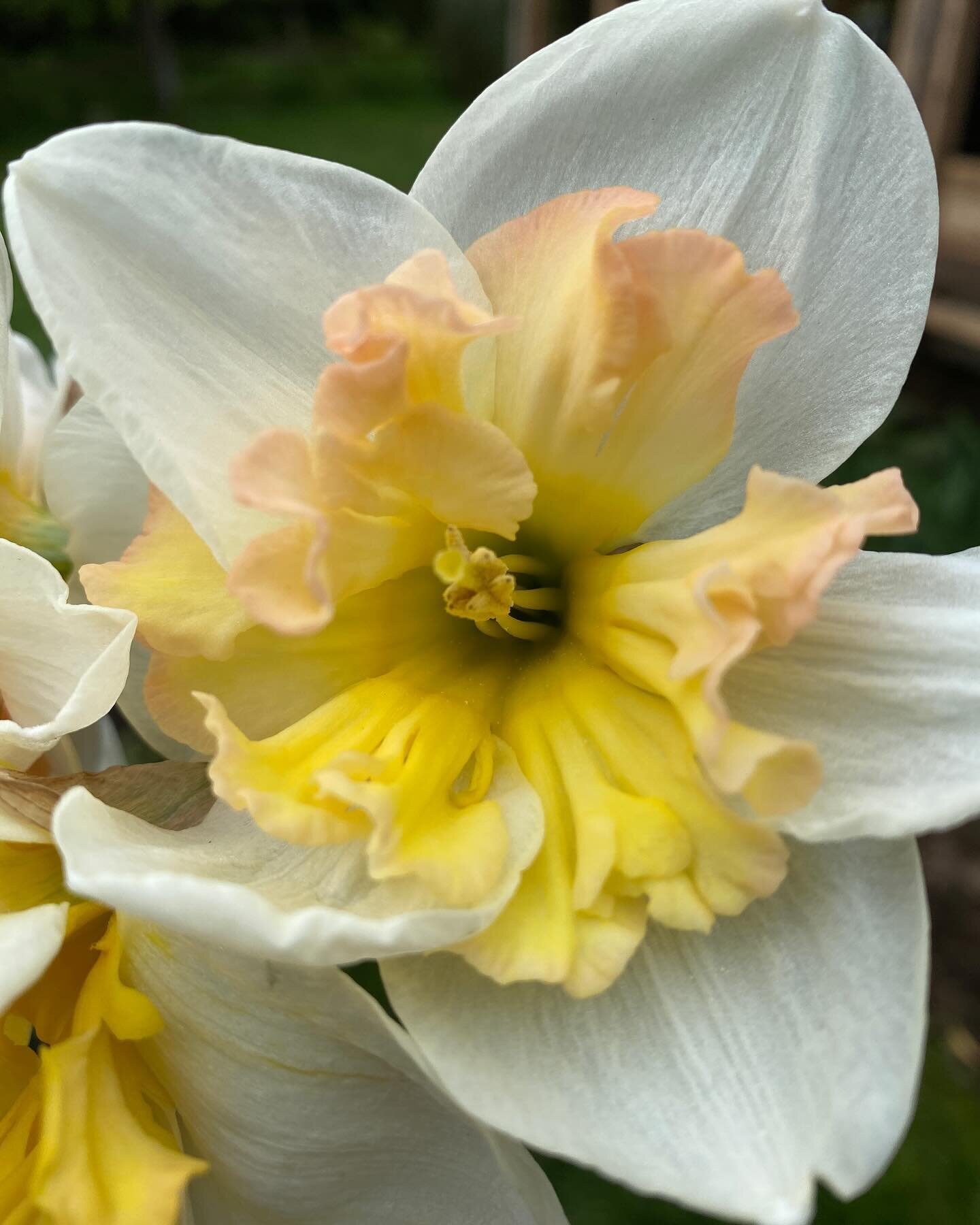 Fancy daffodils are just the best.