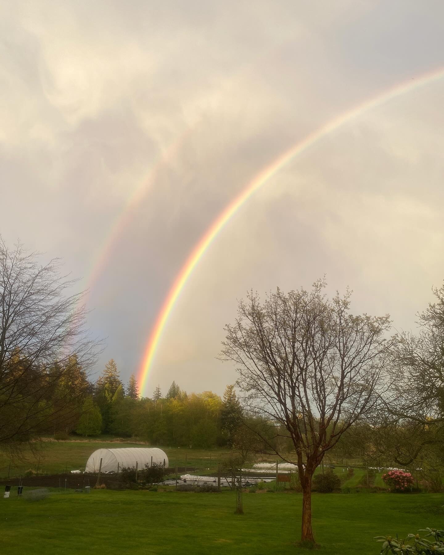 A double rainbow kind of evening to cap off a beautiful spring day.

#lummiisland