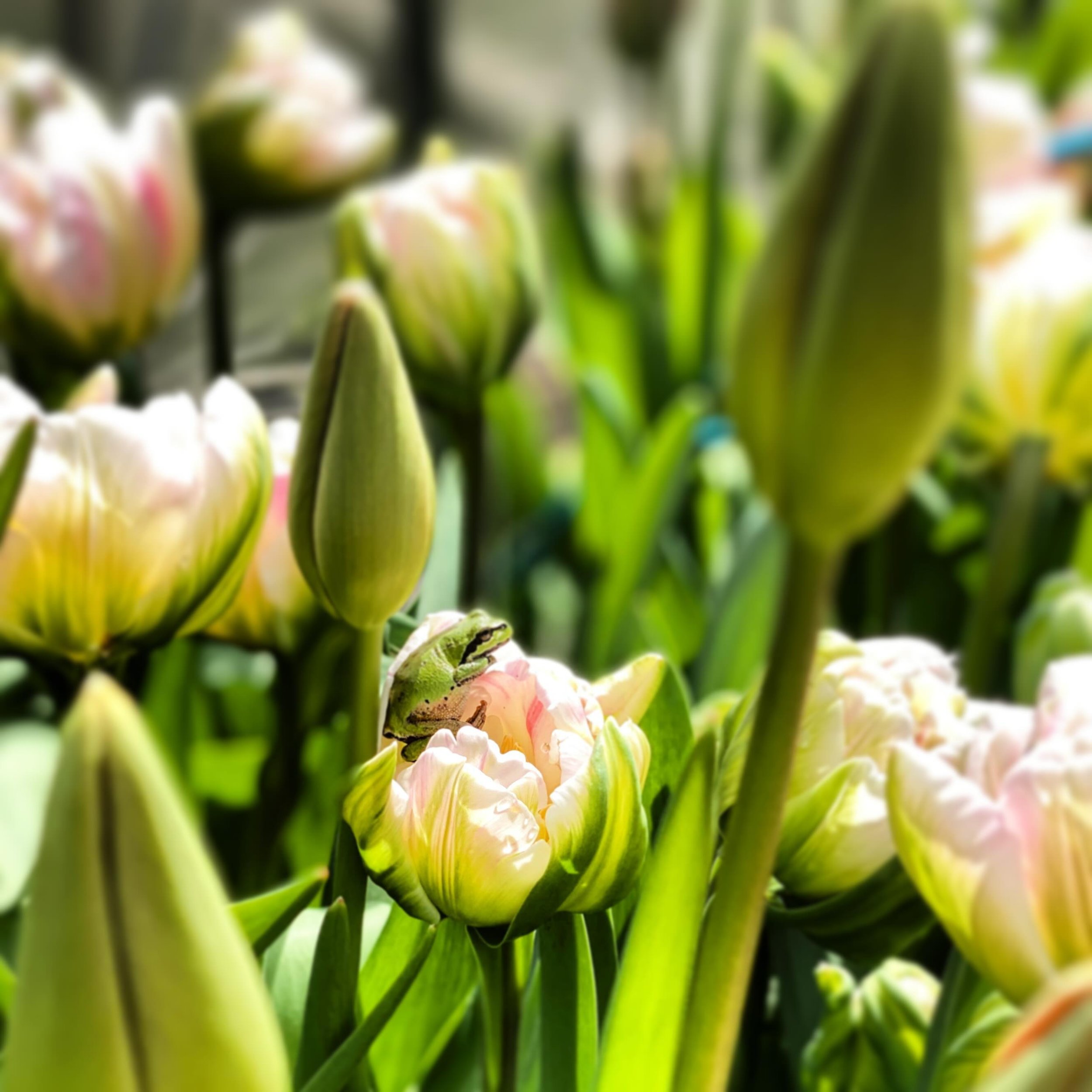 Our little frog friend is hanging out in the tulips again this morning.