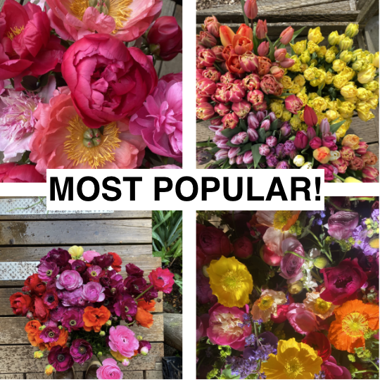 Full Flowr Club Image - MOST POPULAR!.png