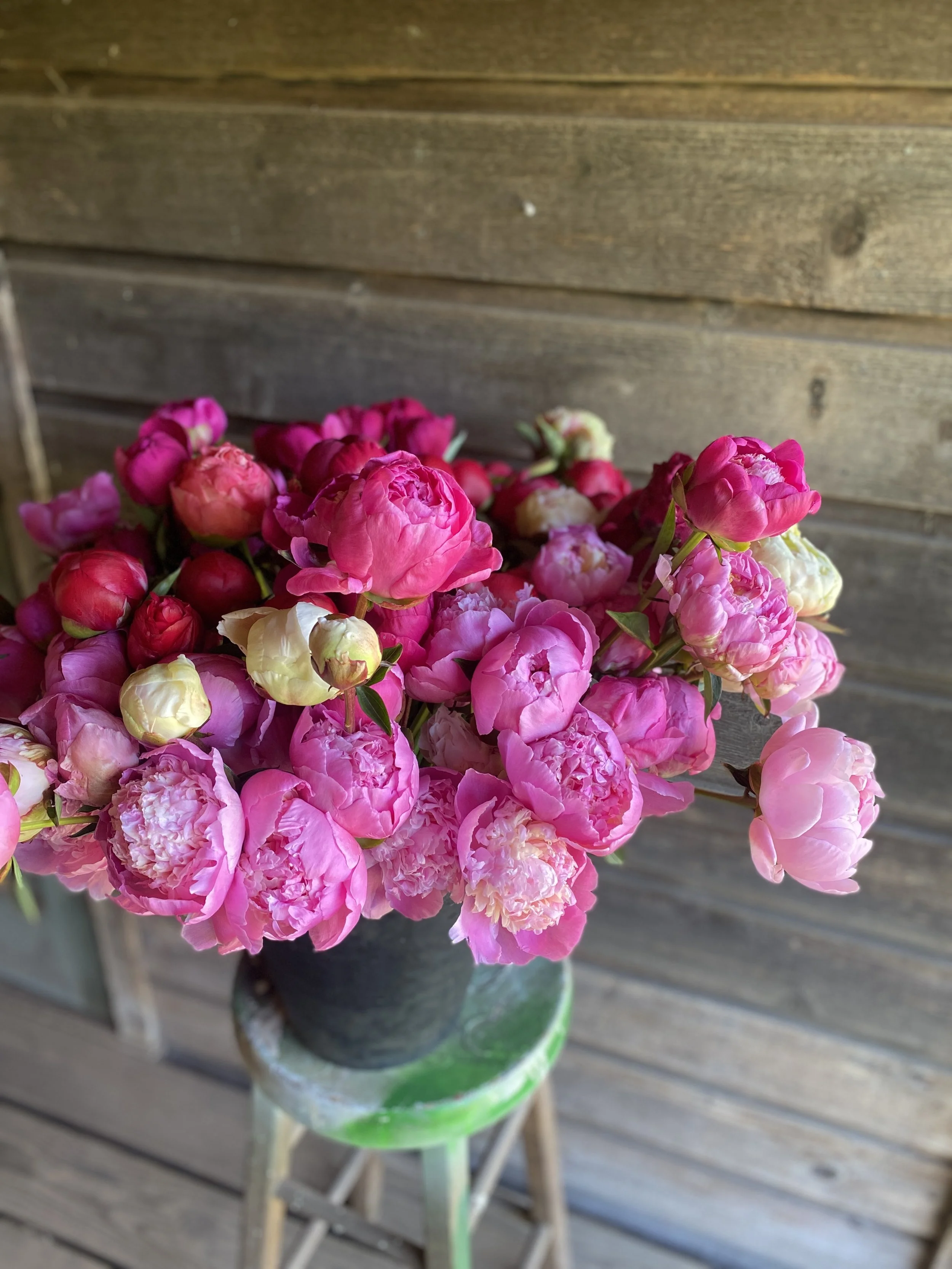 Peonies on Stool_2025.JPG