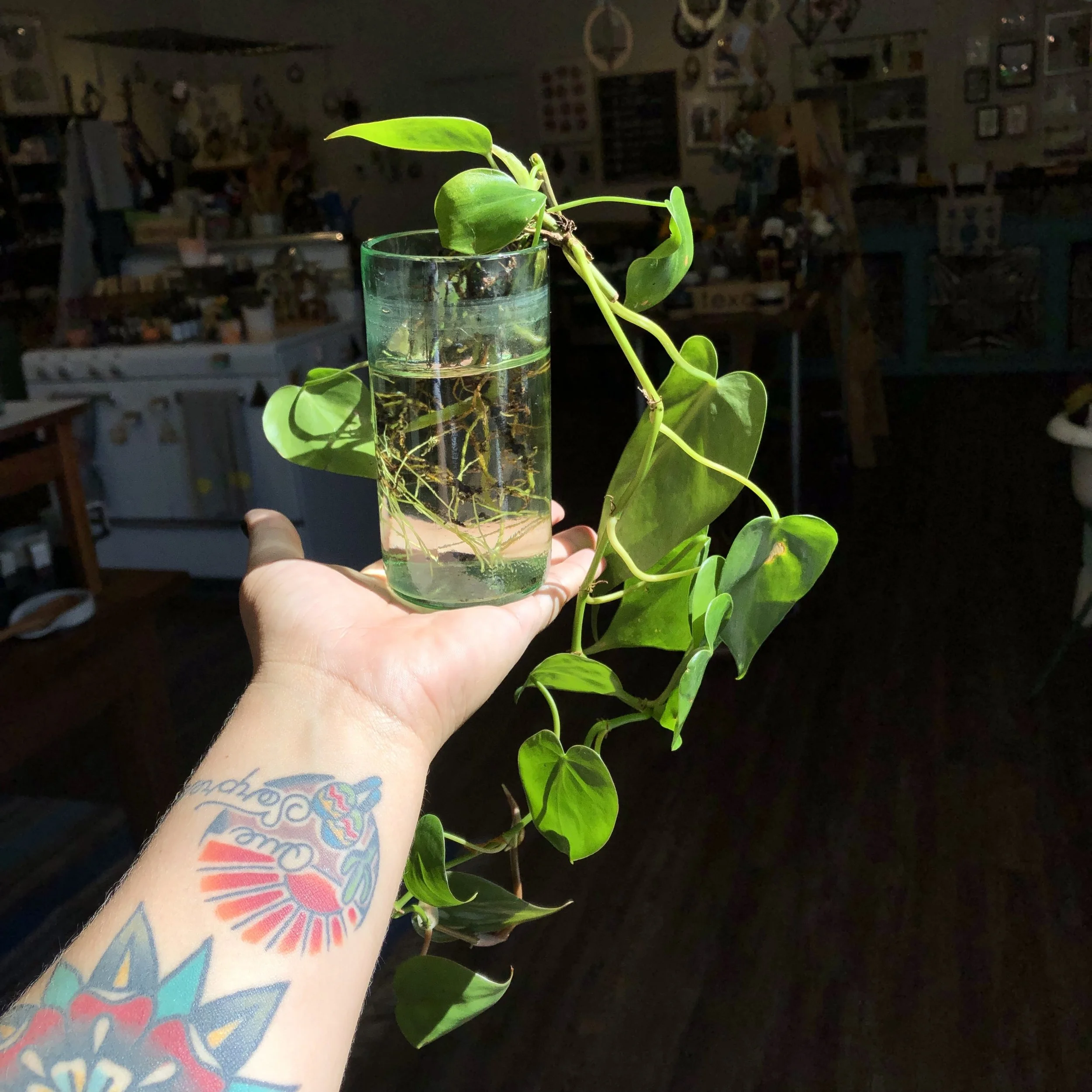 The first clipping we added to our community Pothos