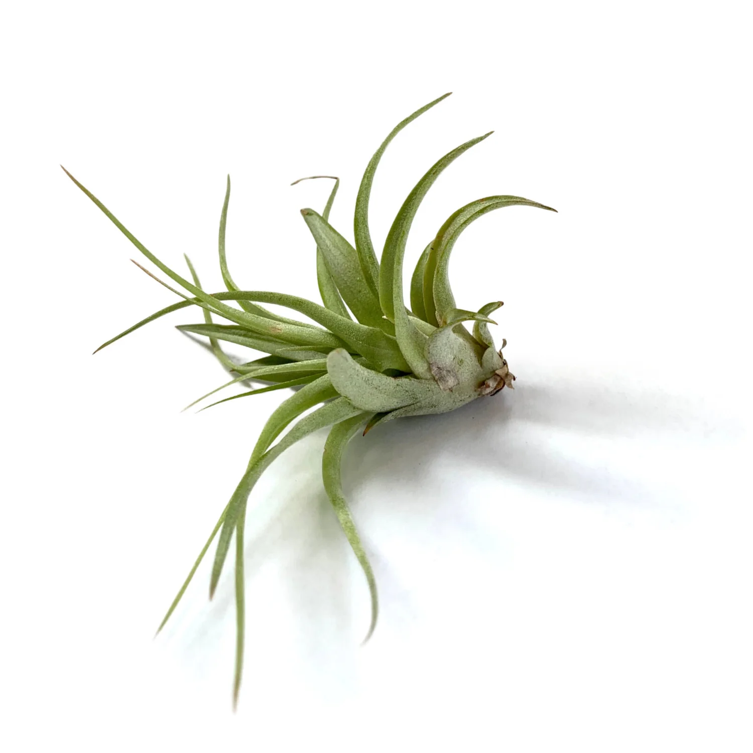 indoor house plant watering hose Indoor Plant Watering System