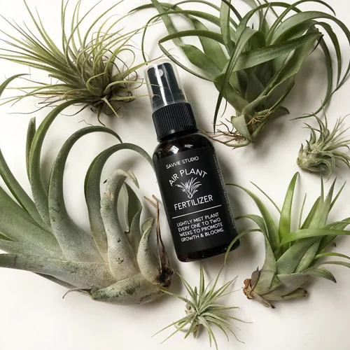 Air Plant Fertilizer  The DIME Store