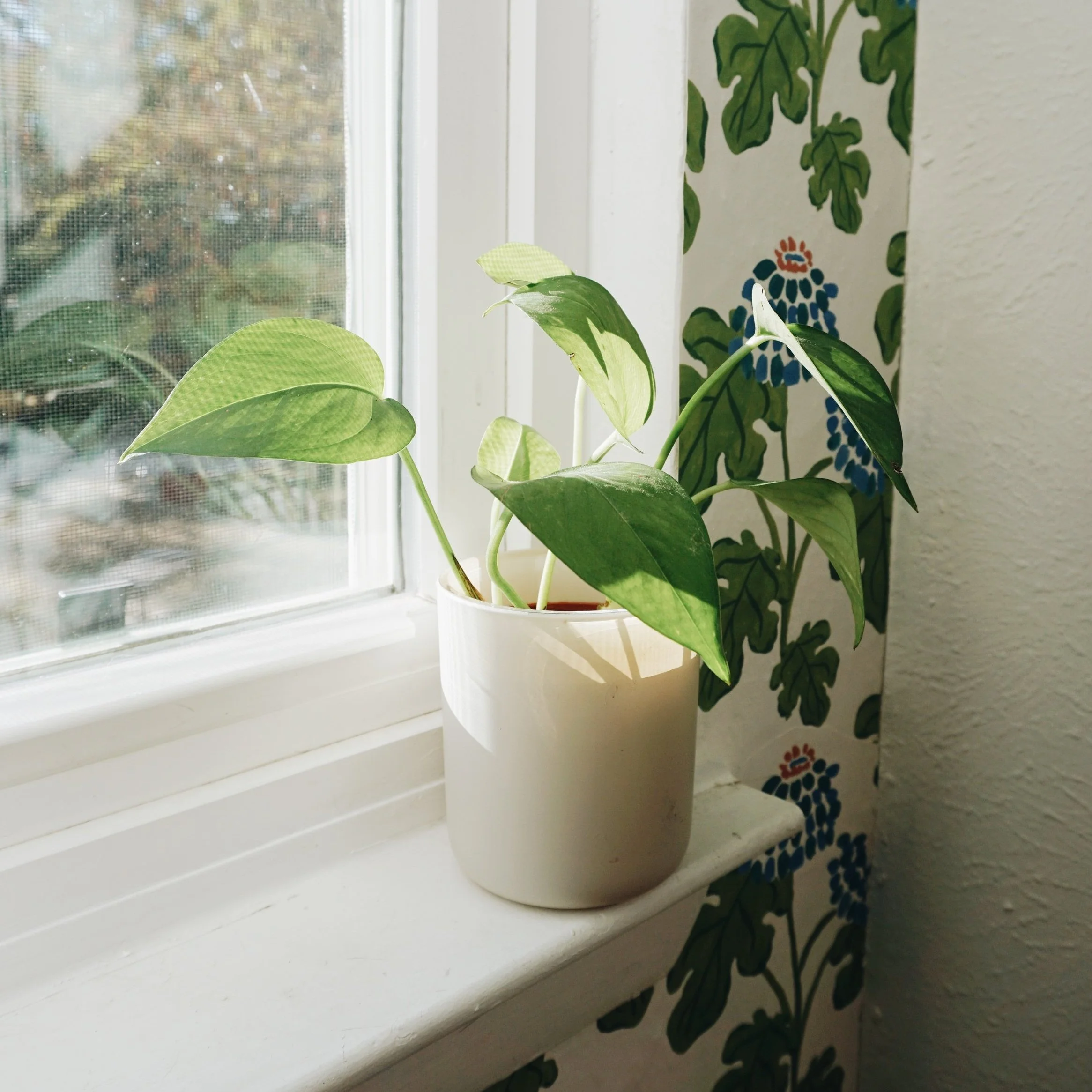 DIY A Candle Vessel into A Plant Pot