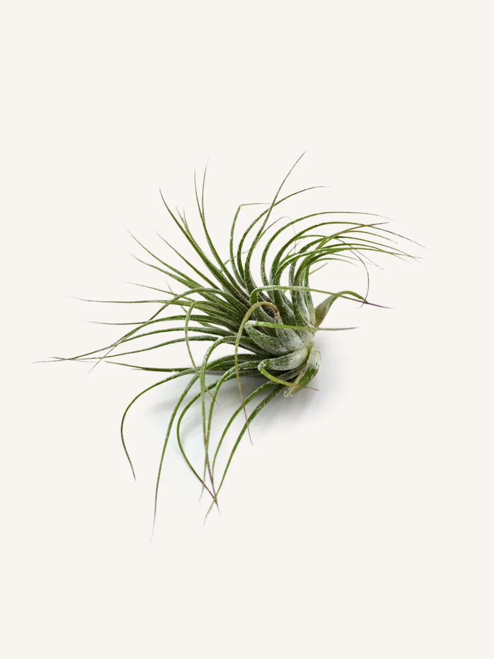 Tillandsia Ionantha Air Plant  The DIME Store