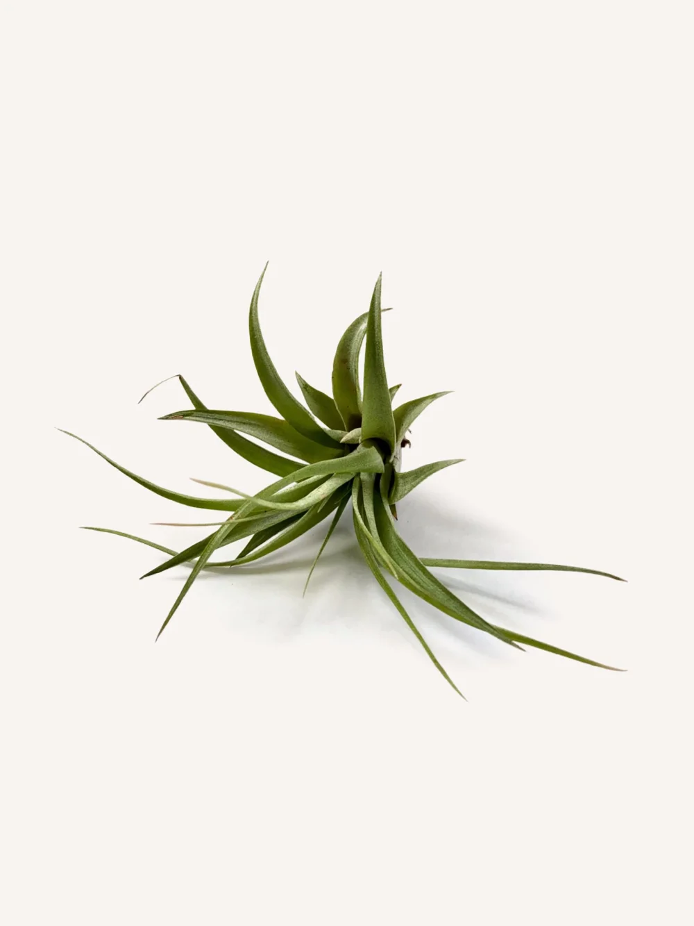 Tillandsia Brachycaulos Air Plant  The DIME Store