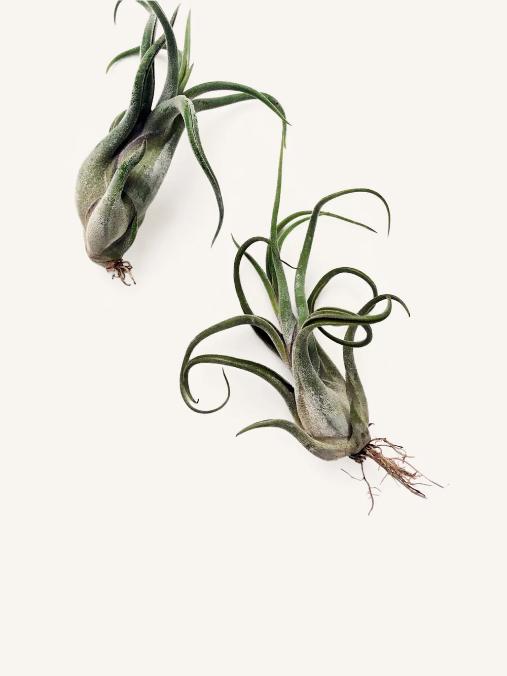 Tillandsia Medusae Air Plant  The DIME Store