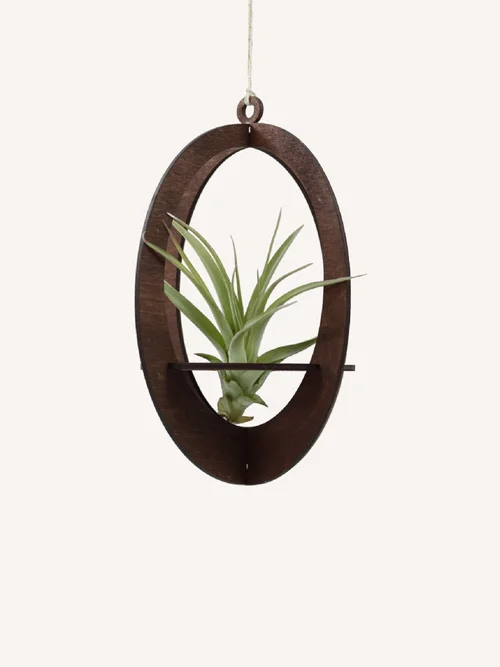 dracaena kinds of bamboo plants Dracaena sanderiana Variegated 