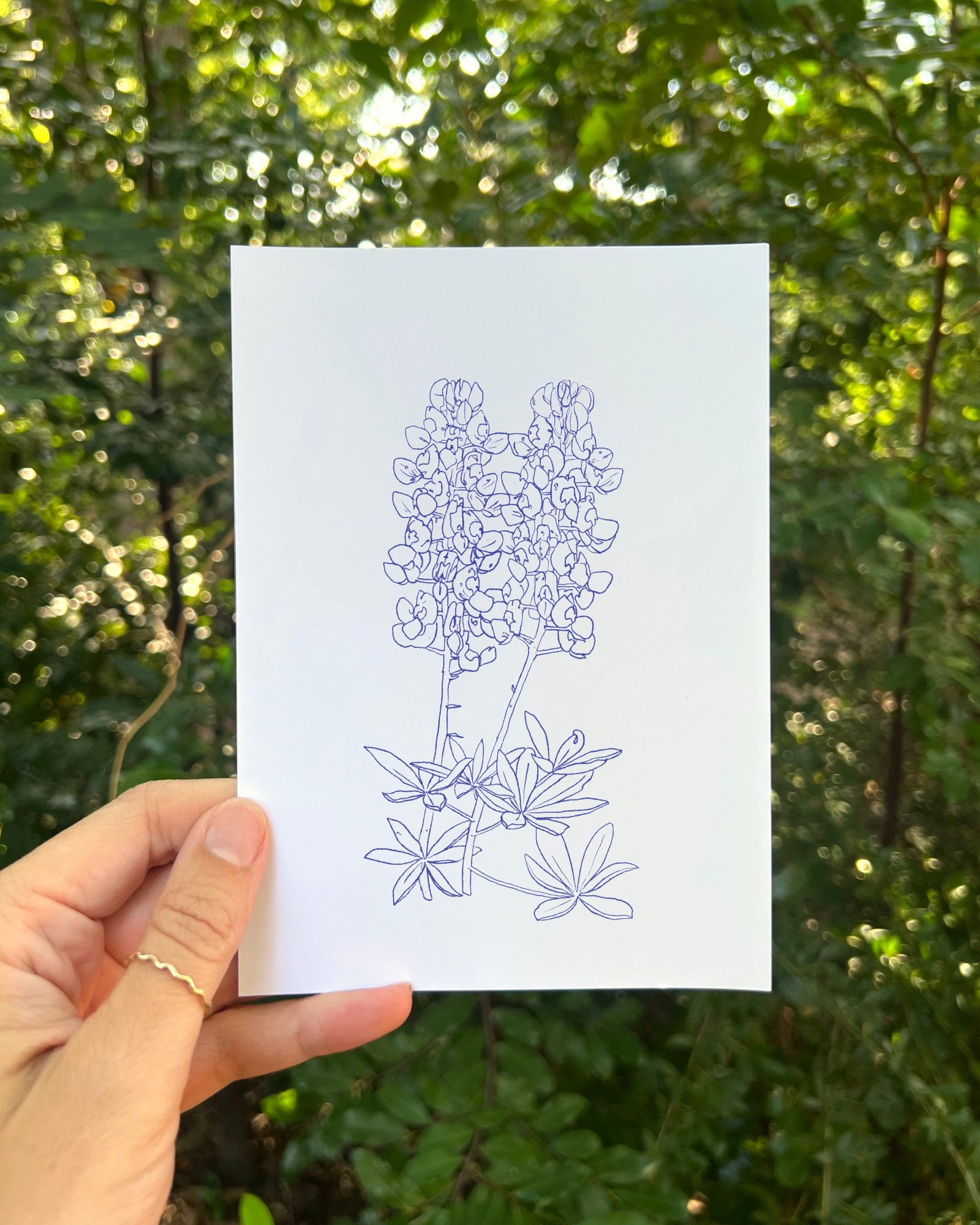 Bluebonnet.jpg