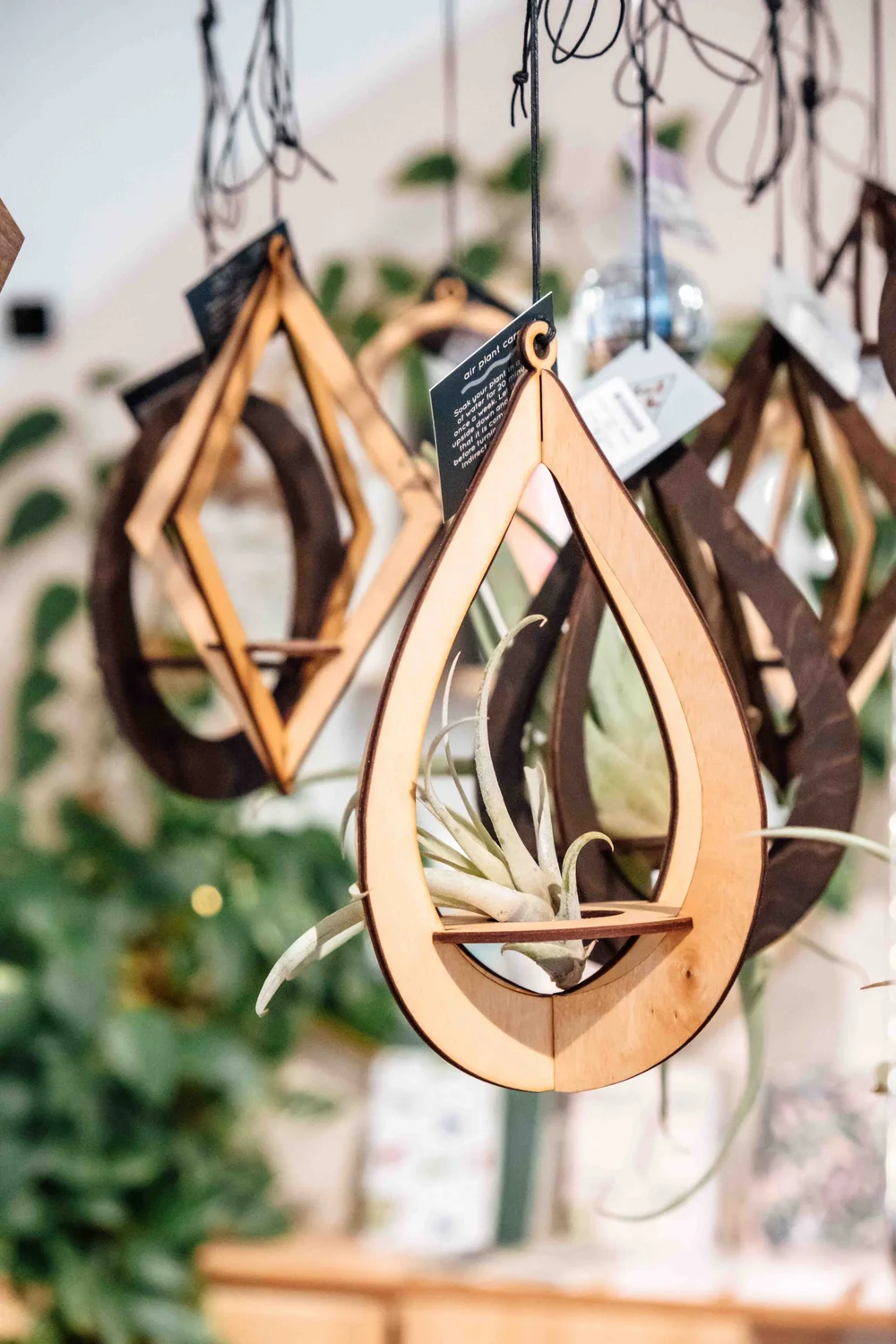 Teardrop Air Plant Hanger in Maple  The DIME Store