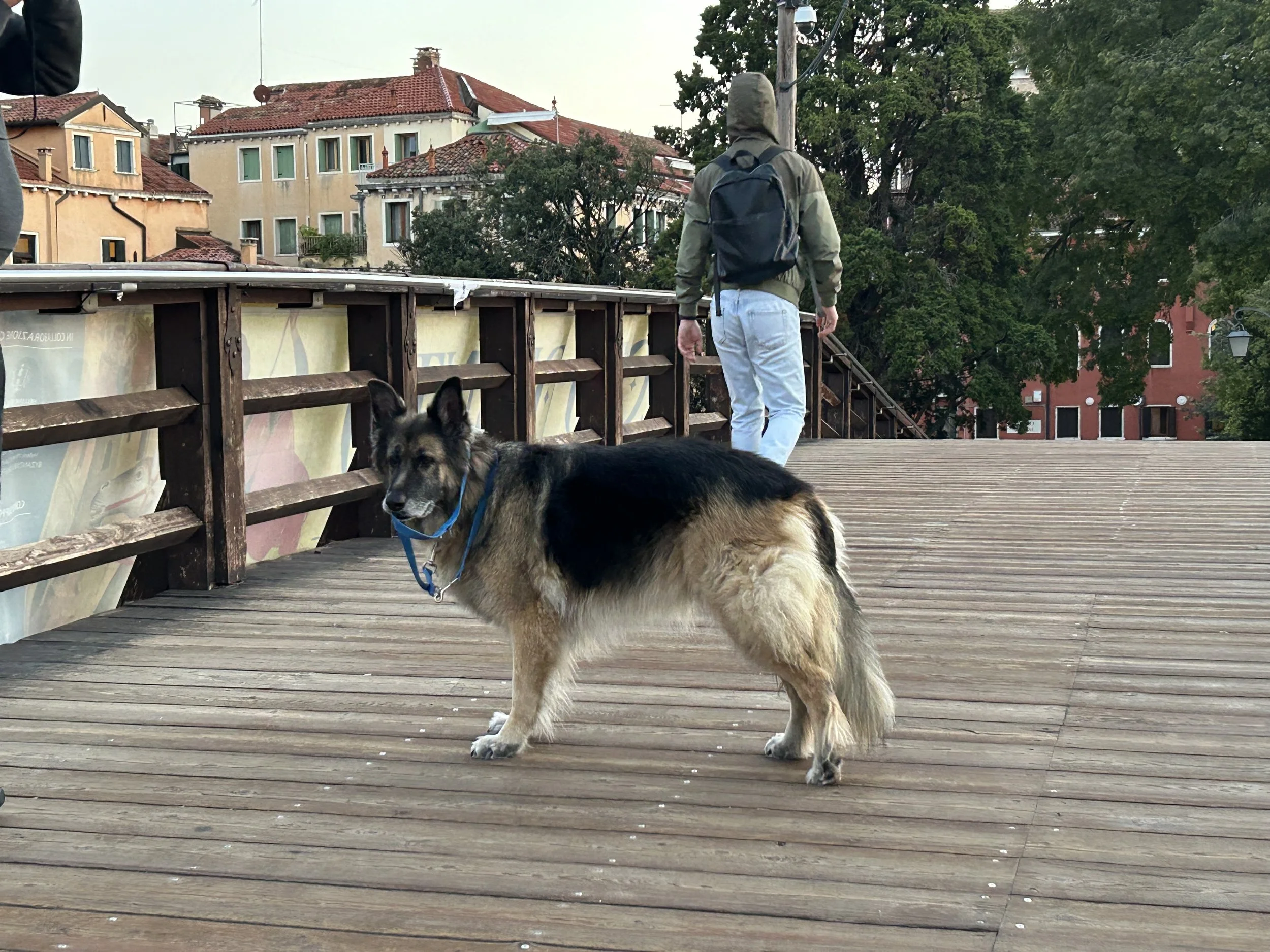 Self walking dog...