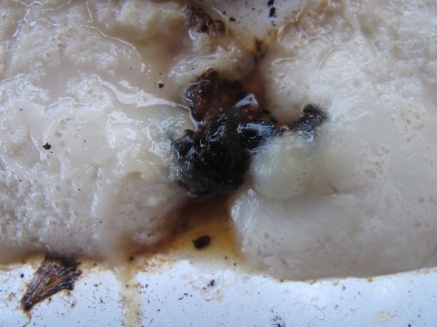 Bubbled over oatmeal on the stove