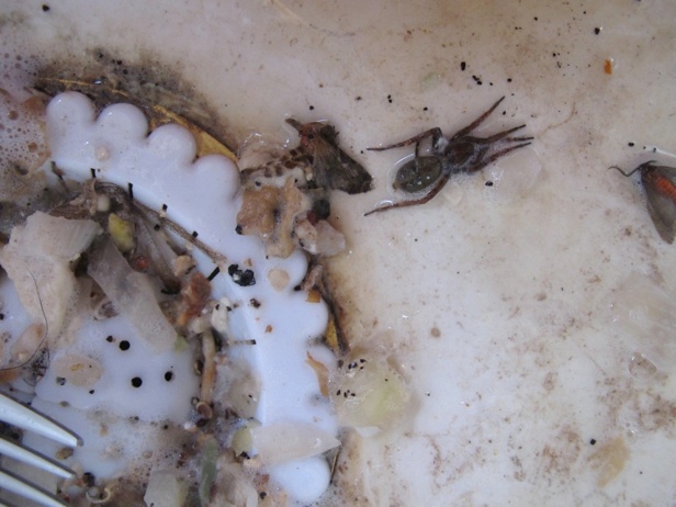 Dead spiders and moths and compostables in the sink
