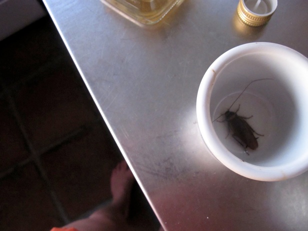 Wanting a shot of tequila, discovering a cockroach in my cup