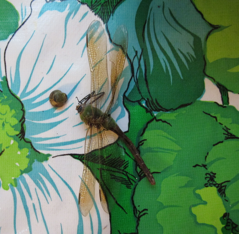 dragon fly flower web.jpg