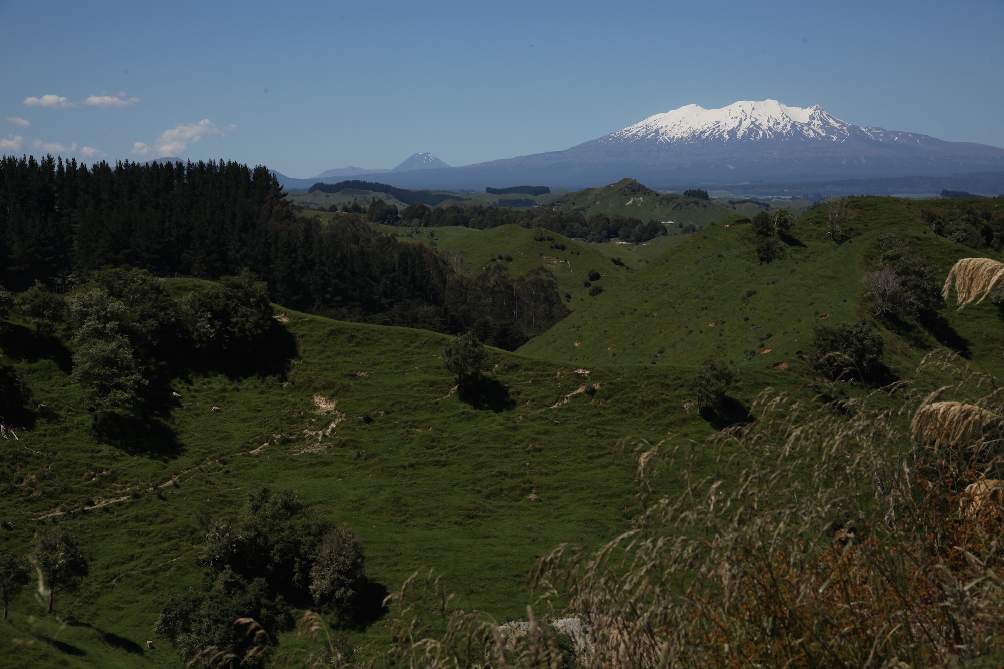 Forgotten World Highway New Zealand_5.jpg