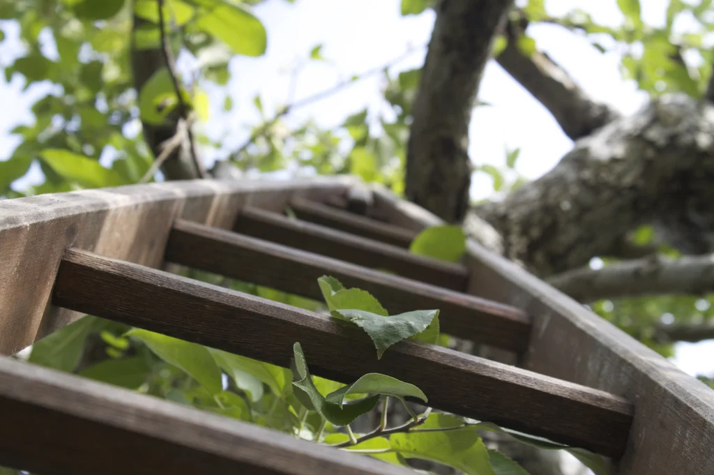 Tree and Ladder