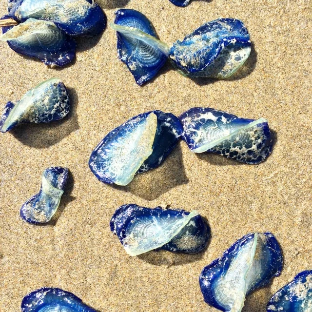 KMarshello_CannonBeach_jellyfish.jpg