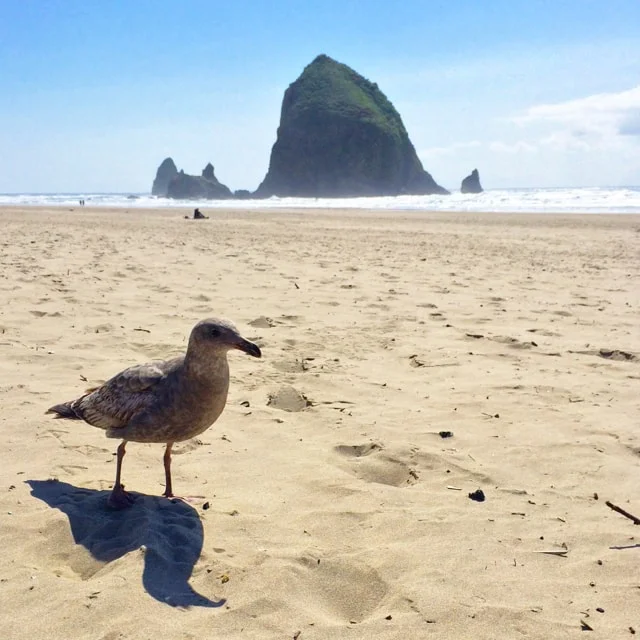 KMarshello_CannonBeach_seagull.jpg