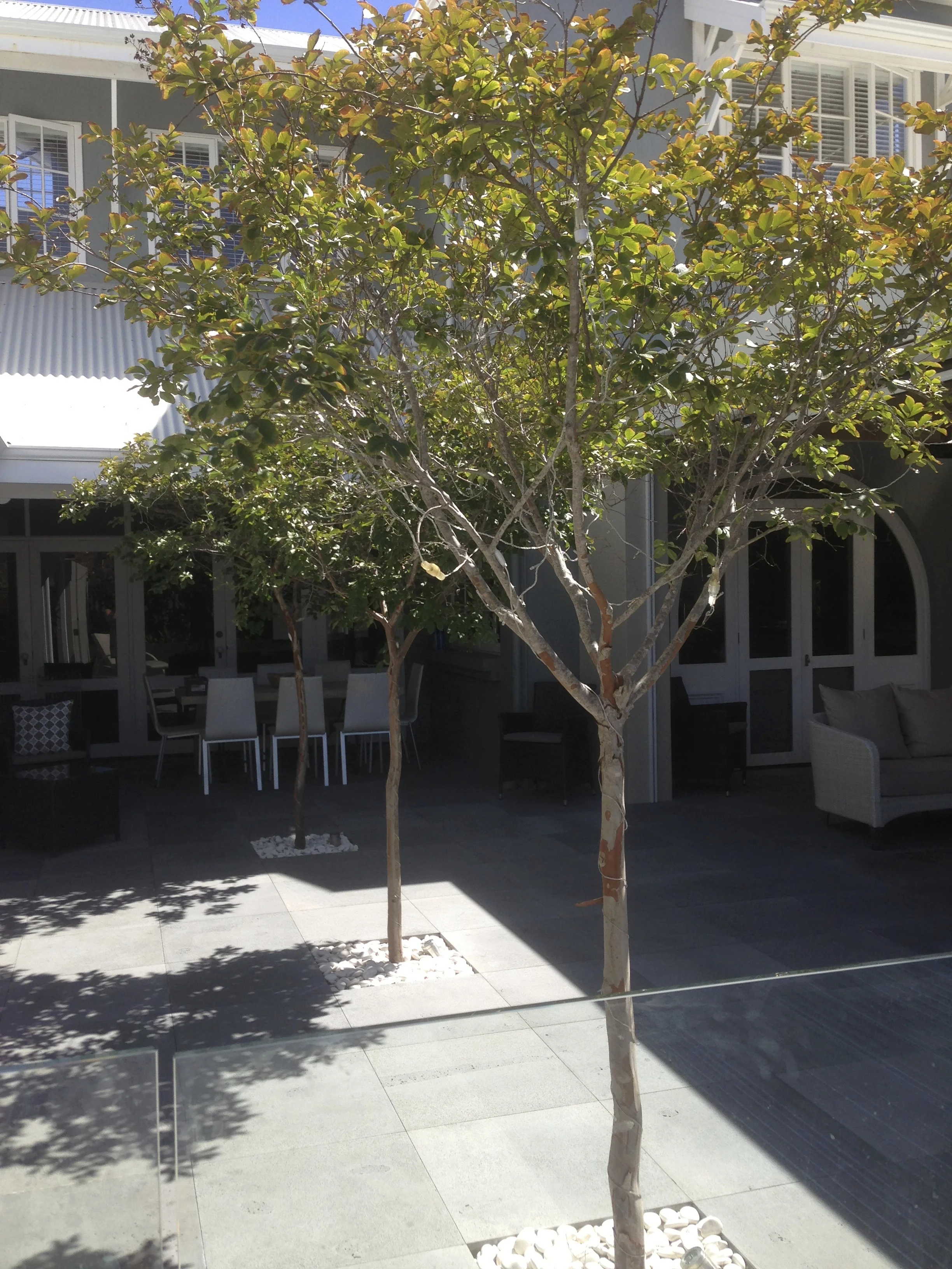 Crepe Myrtles are a small tree with low fire risk. (Photo: Kerri Fennell, Garden by TDL)