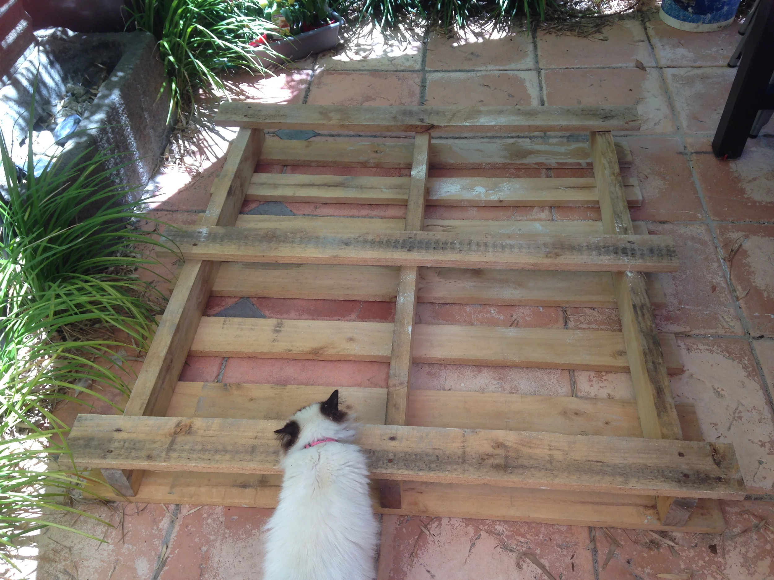 Monkee the cat, checking for nails and loose boards