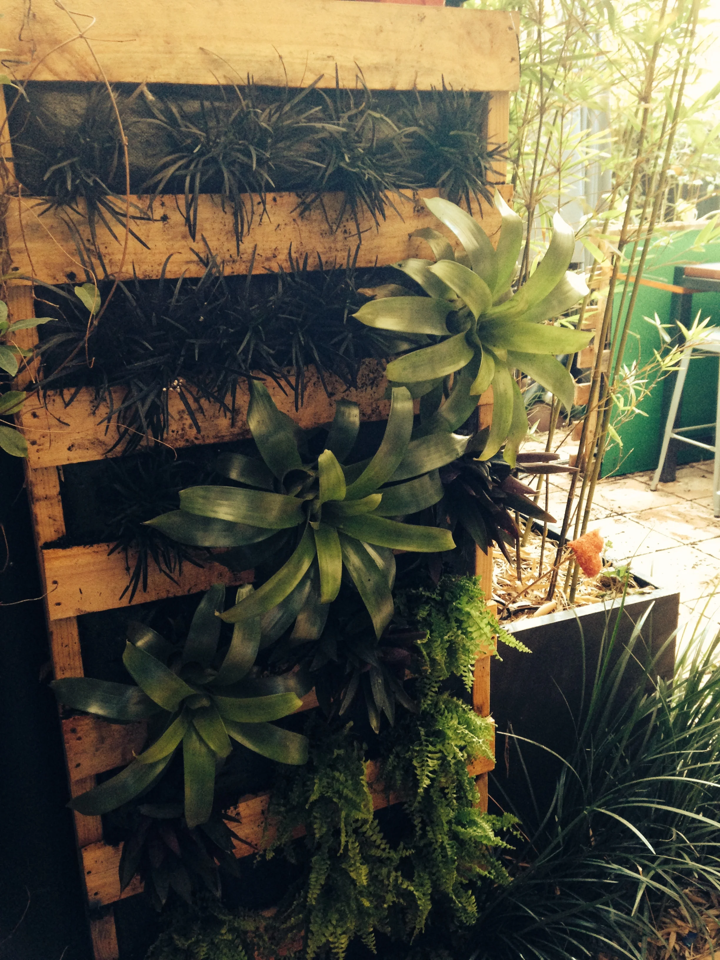 Any sort of plant can be used in your vertical garden. This one hides a fence in a shady spot, so is filled with shade loving plants. Unfortunately Monkee now uses it to climb the fence and visit the neighbours!