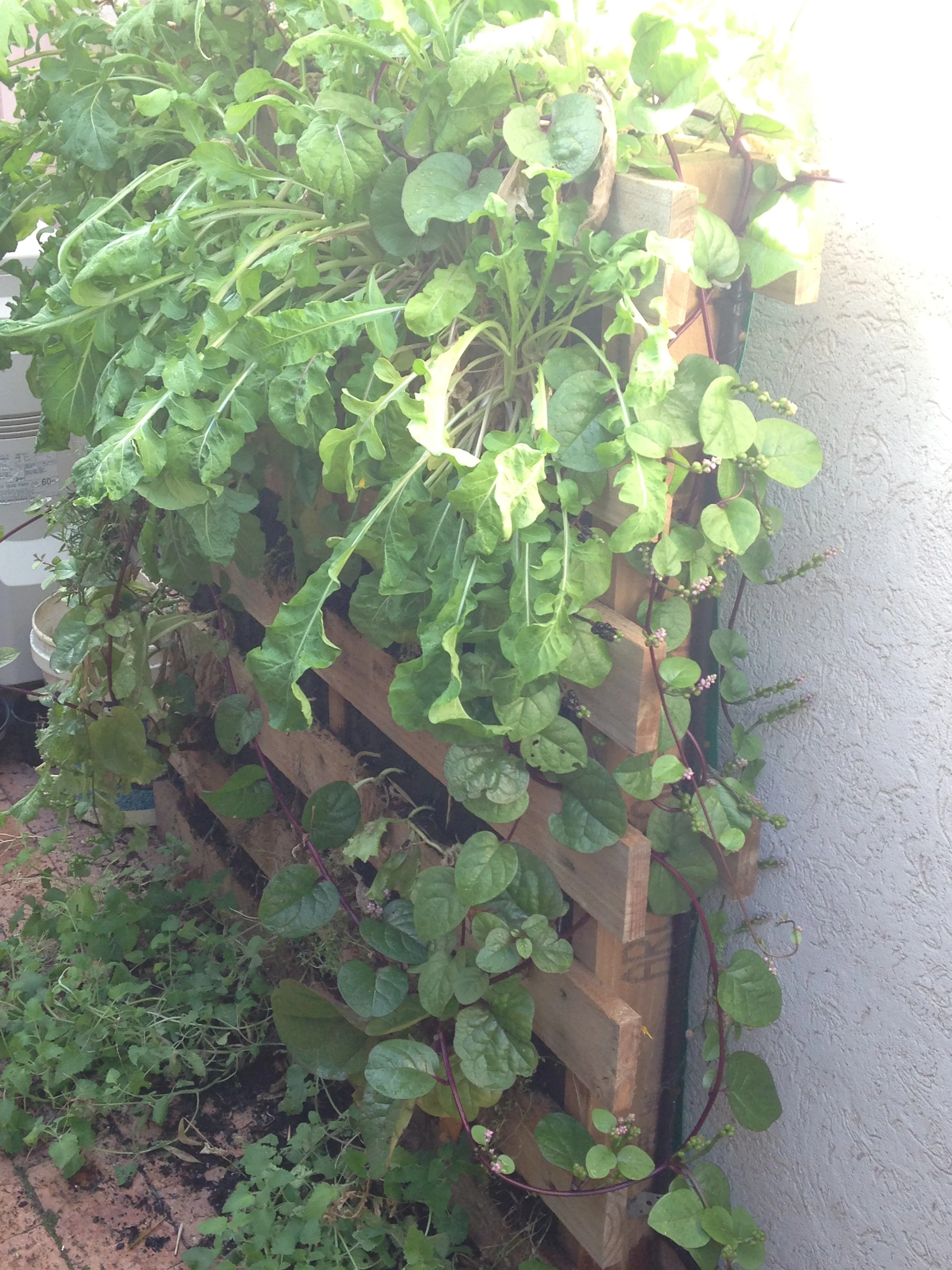 The Rocket is massive! Need to eat more of it :) and the climbing spinach is sensational!