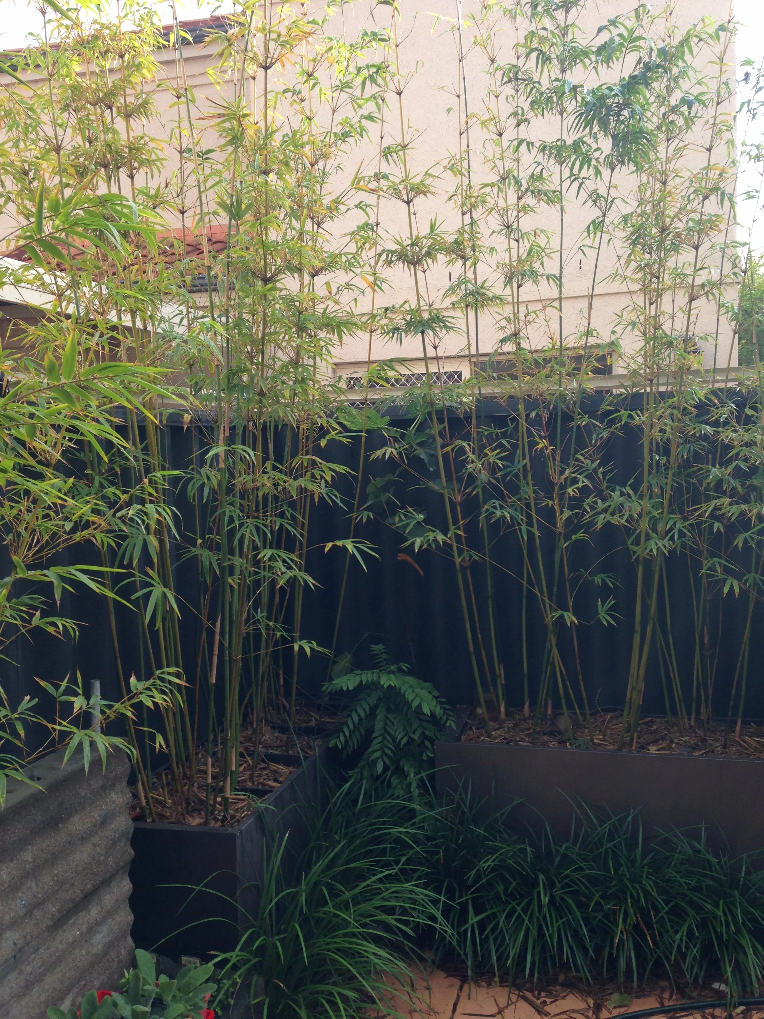 Reducing the glare from those apricot coloured walls behind. And notice how the fence doesn't glare out from behind the plants