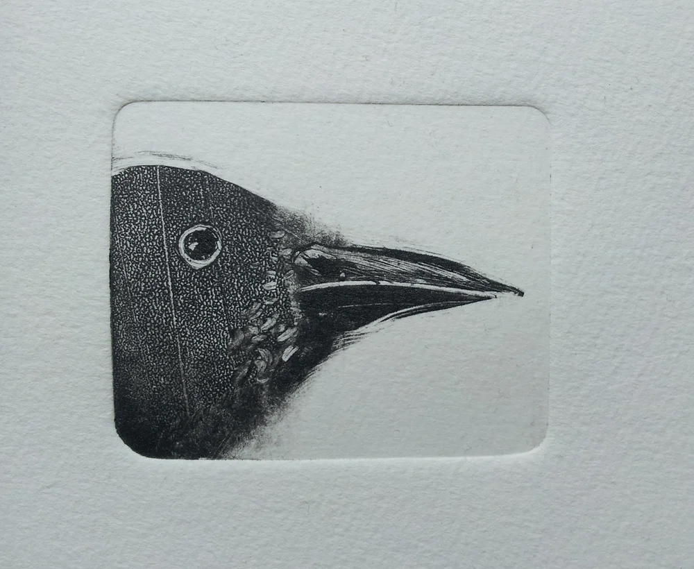 bird book 2013.jpg