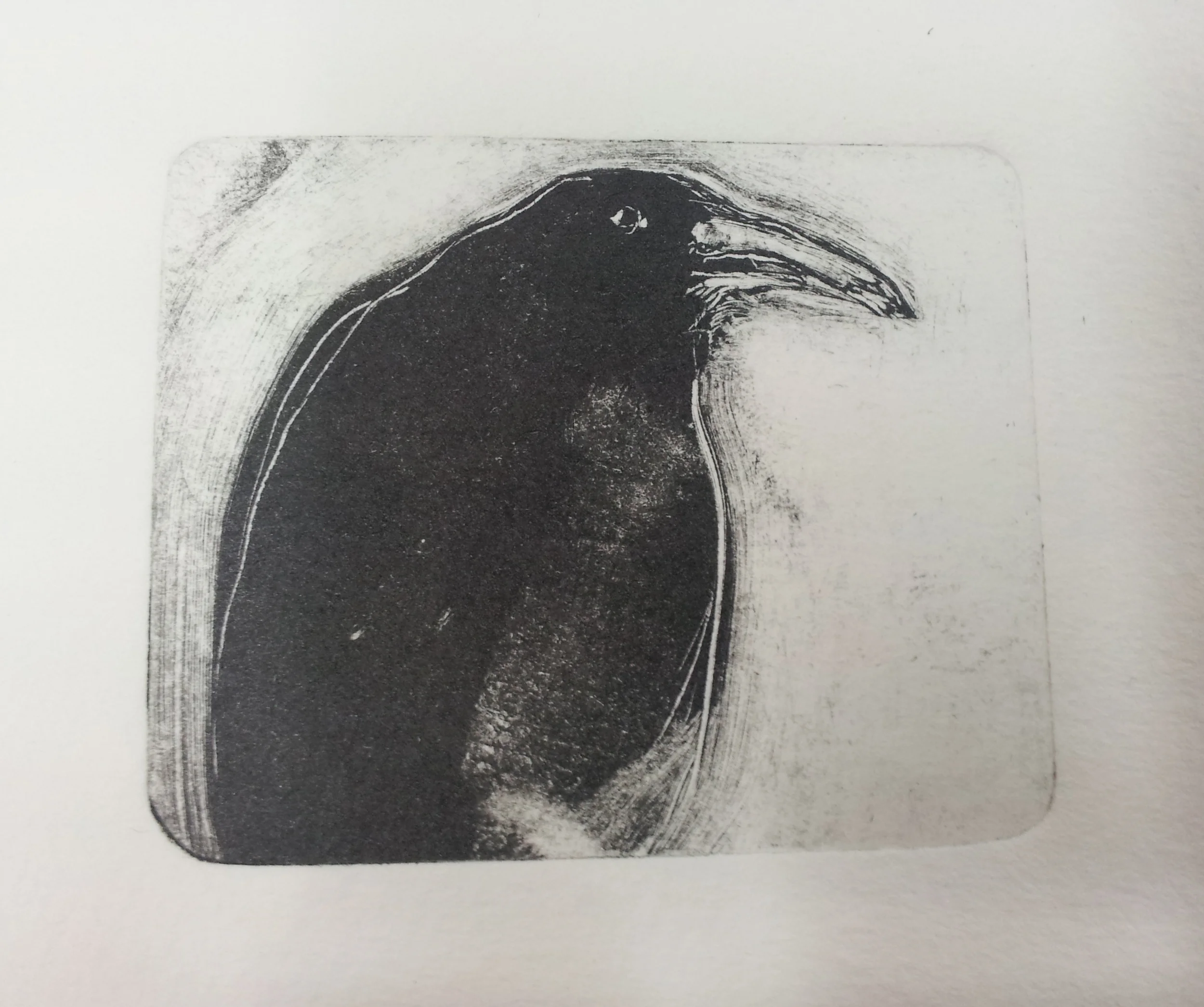 bird book 2013crow.jpg