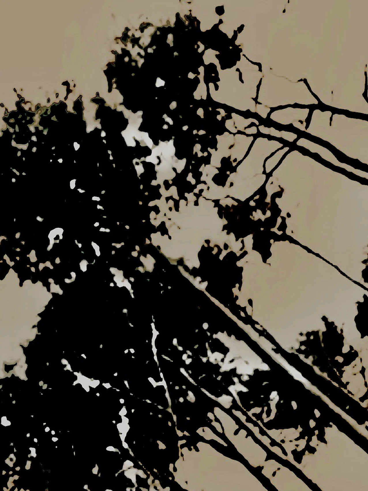  &gt; CALLIGRAPHY OF  TREES _ SERIE B &lt;  DARSS 2020 