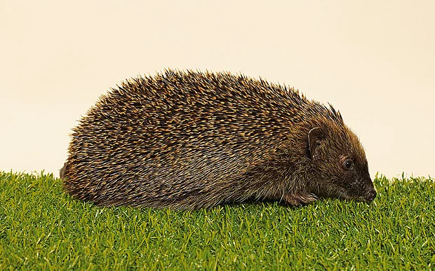 hedgehogpics.jpg