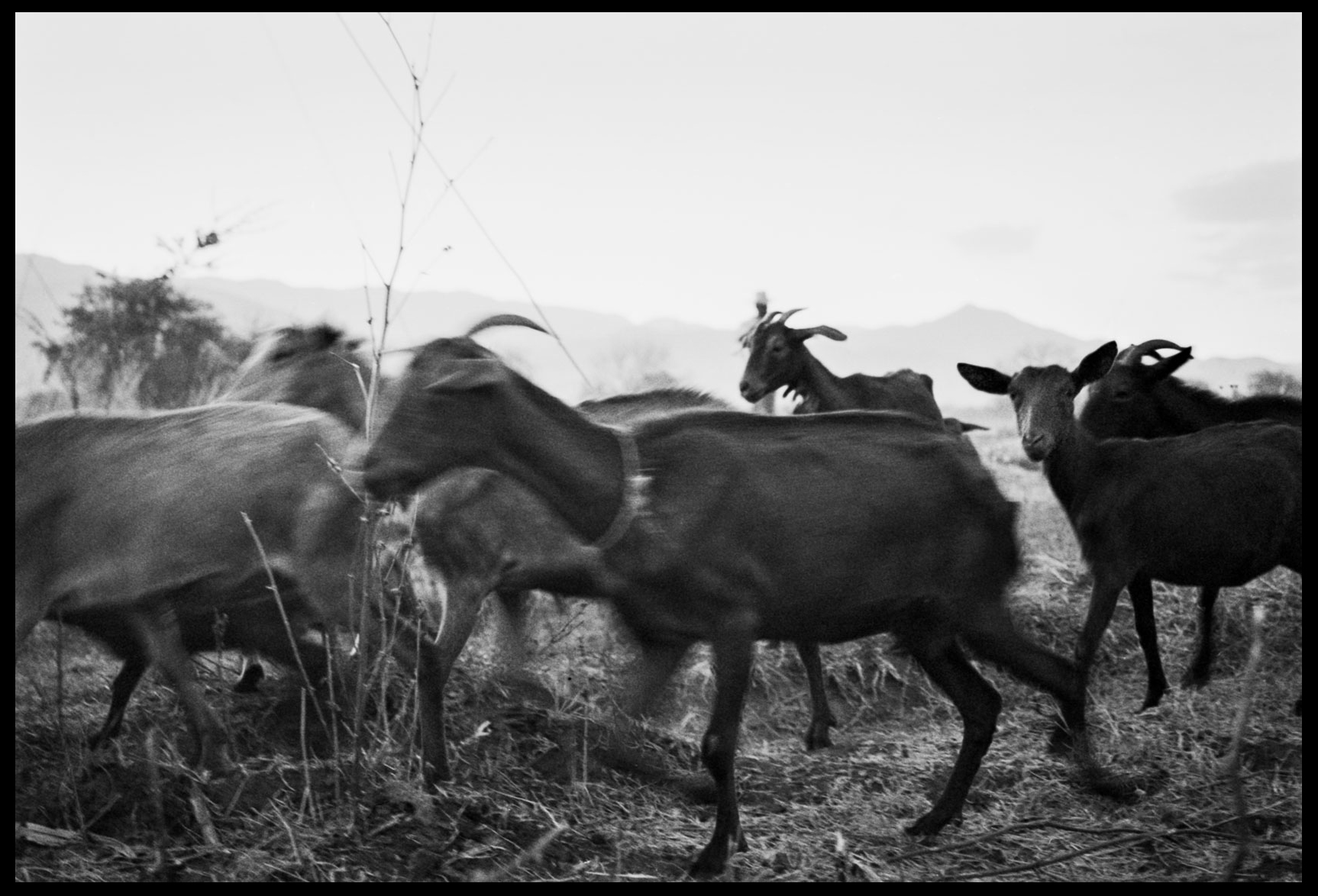  Goat herder Oaxaca, Mexico, 2005    3:2  