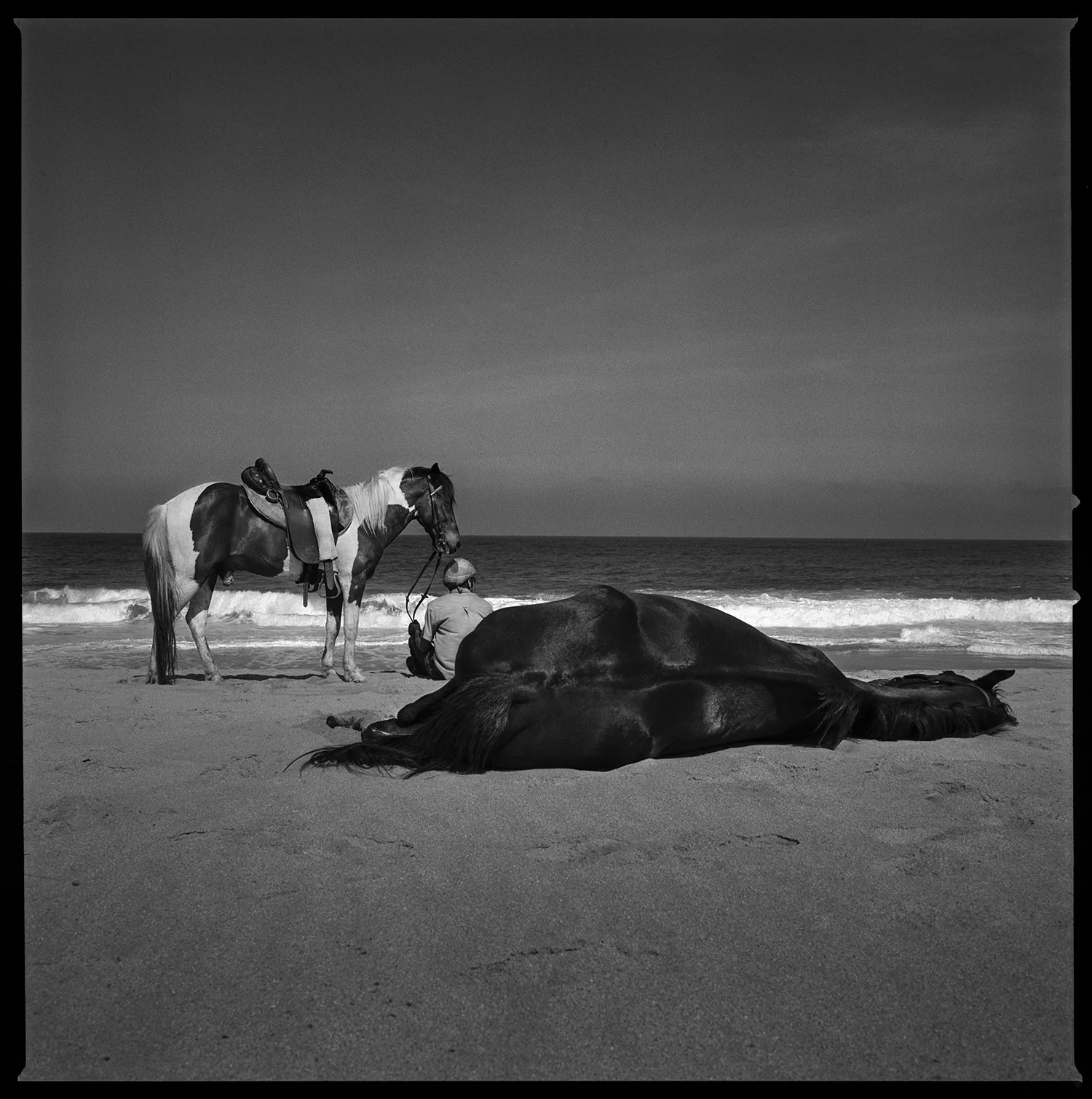 Man with his two horses on the beach Todos Santos, Mexico 2015